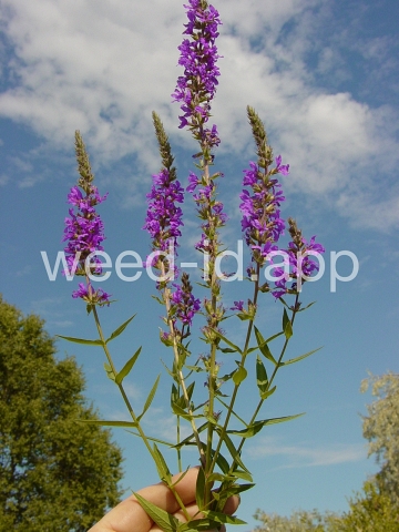 loosestrife, purple